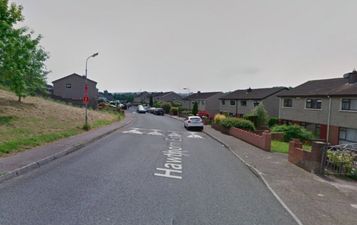 ISPCA renews appeal after horse is raced to death and then abandoned in Cork