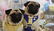 These Beauty and the Beast dog harnesses are so cute we could honestly burst