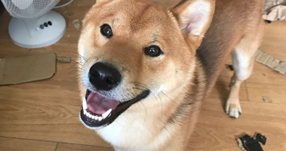 shiba inu