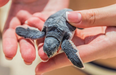 Baby turtle had to poop out plastic after ingesting it in the ocean