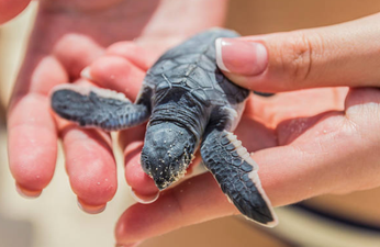 Baby turtle had to poop out plastic after ingesting it in the ocean