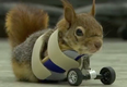 Amputee squirrel now gets around using front wheels and he is precious