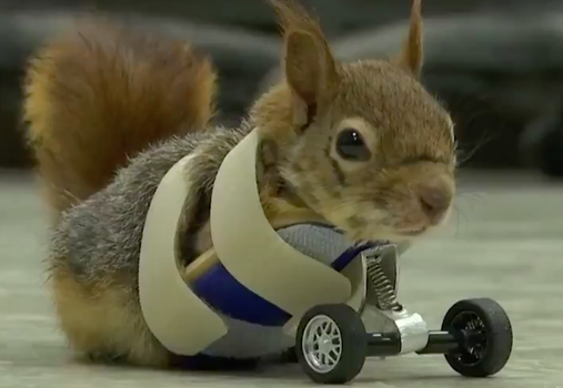 amputee squirrel