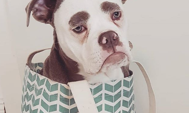 Here is the saddest dog in the world and we relate to her so, so much