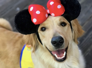 These service dogs in training went to Disneyland and the photos are too pure