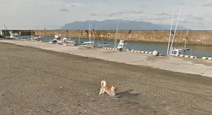 There’s a dog following the Google Street View car and he is precious
