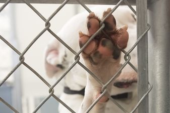 Seven-month-old baby killed by family dog in Germany