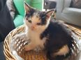 The Cat Lounge in Dublin issues urgent appeal after one of their kittens is taken