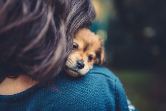 If you love puppies then this company in Dublin is where you NEED to work
