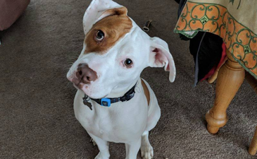 A deaf dog knows sign language now and he is the Best Boy