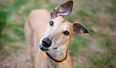Dogs Trust can’t find greyhounds their ‘forever home’ and the video will MELT you
