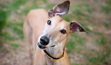Dogs Trust can’t find greyhounds their ‘forever home’ and the video will MELT you