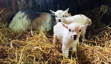 Pygmy goats are the cutest little lads and one Irish farm is selling them