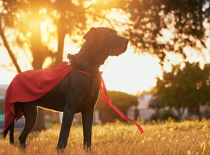 Newly adopted dog saves 6-year-old boy from drowning