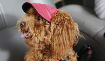 Puppy sunhats are apparently now a thing and they are beyond adorable