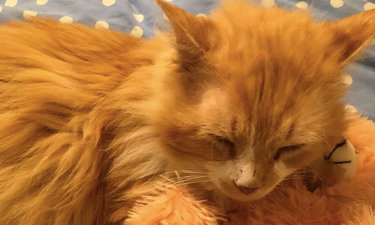 Cat who walked 19 km back to owners who rejected him finds new home