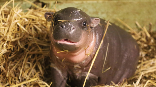 baby hippo