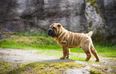 Shar-pei… the wrinkly dogs that are just darling and we love them so