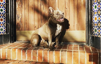 This company want you to take pictures of their dogs all summer