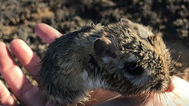 A kangaroo rat people thought was extinct is BACK and he is adorable