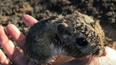 A kangaroo rat people thought was extinct is BACK and he is adorable
