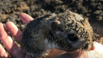 A kangaroo rat people thought was extinct is BACK and he is adorable