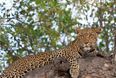 Toddler dies in leopard attack at wildlife park in Uganda