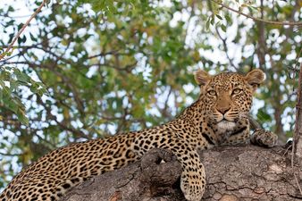 Toddler dies in leopard attack at wildlife park in Uganda