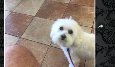 Dad picks up wrong dog from the groomer, and we are howling