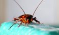 Cockroach milk is now a ‘superfood’ and absolutely no hope in Hell