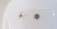Fact-check: this is how many spiders you actually swallow in your sleep
