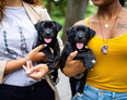 The Dogist Instagram account is about to change your life for the better
