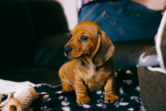 You can now bring your pup to a Dachshund Hotel in the UK