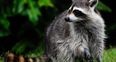 A racoon scaled a 23 storey building and had a very happy ending