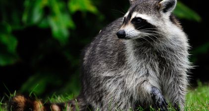 A racoon scaled a 23 storey building and had a very happy ending