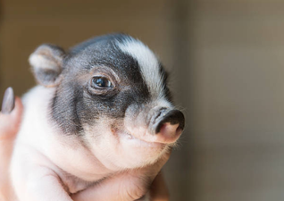 Here are 7 photos proving piglets are the cutest and sweetest animals to roam this earth