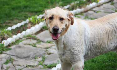 Woman locks herself out of her house; her doggo becomes the true hero