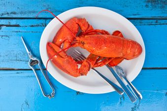 Cotton candy LOBSTERS exist, and our minds our blown