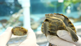 Small, cute turtles ‘virtually wiped out’ are back at it again and it’s delightful