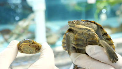 Small, cute turtles ‘virtually wiped out’ are back at it again and it’s delightful