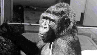 Koko the gorilla, who could communicate with people, has died aged 46