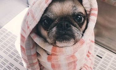 17 pictures of pugs to make your day go a whole lot smoother