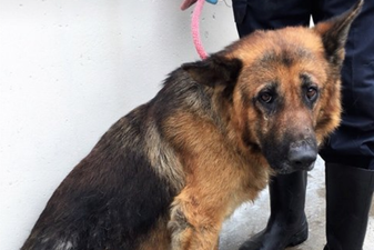 After months of neglect, DSPCA ask for help getting Ivy and Duke back to health