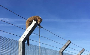 Cork Airport shares appeal for ‘owner’ after an exotic animal was found today