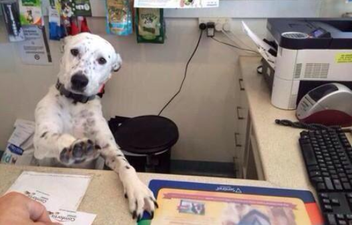 Pics from Bring your Dog to Work Day are the most pure things you’ll see today