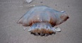 Warning issued after dangerous jellyfish spotted at Irish beaches