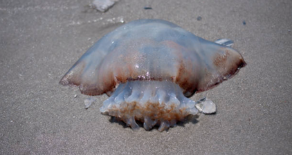Warning issued after dangerous jellyfish spotted at Irish beaches