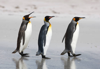 Some penguins are in a more loving relationship than you and here’s the proof