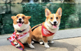 There was a corgi beach party in Vancouver this weekend and the pics are GLORIOUS