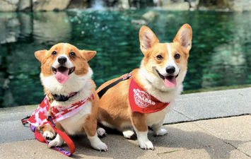 There was a corgi beach party in Vancouver this weekend and the pics are GLORIOUS